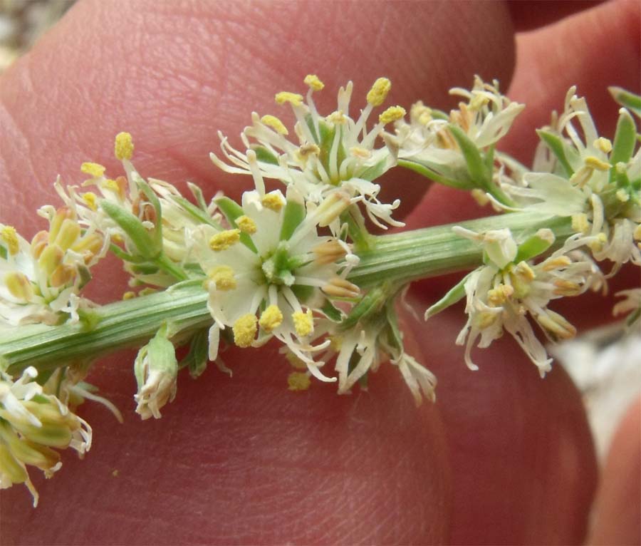 Confronto tra due Reseda: R. lutea e R. alba